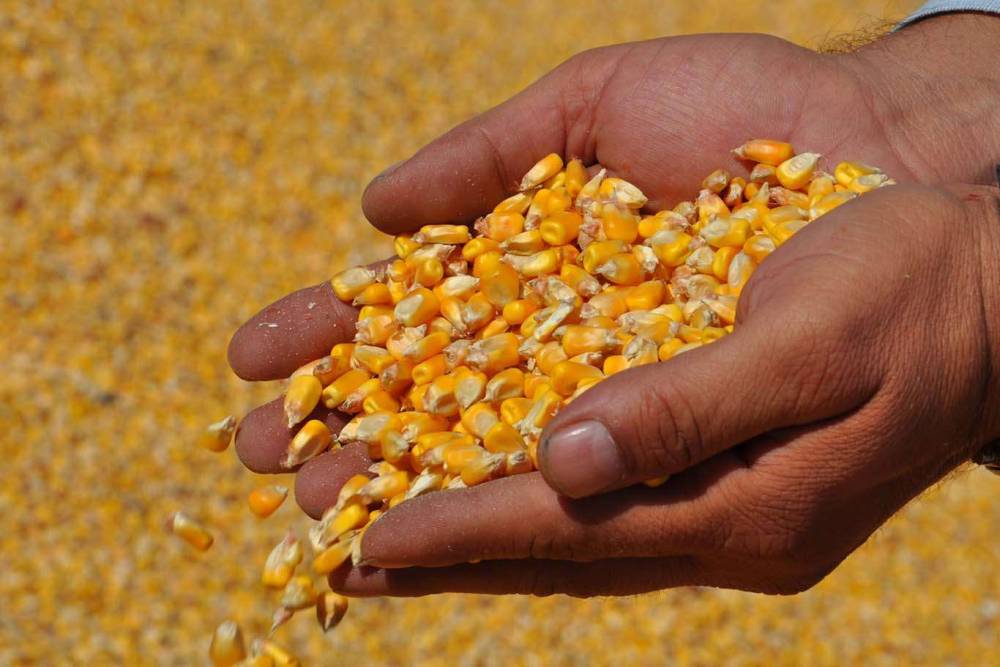 Mısır ithalatında 1 milyon tonluk tarife kontenjanı açıldı​