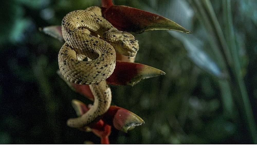 'Karanlık &Ccedil;&ouml;k&uuml;nce &Ouml;zel',   4 Ocak Pazar 20.00'de   National Geographic WILD Ekranlarında!