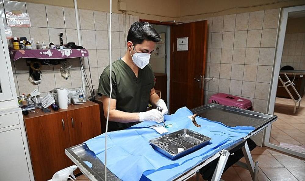 Kemer Belediyesi &ldquo;Can dostlarına" sahip &ccedil;ıkıyor 