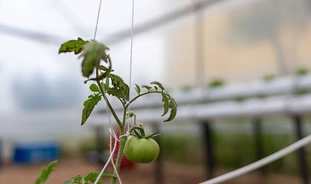 Yenişehir'den eğitime 'Yeşil' destek