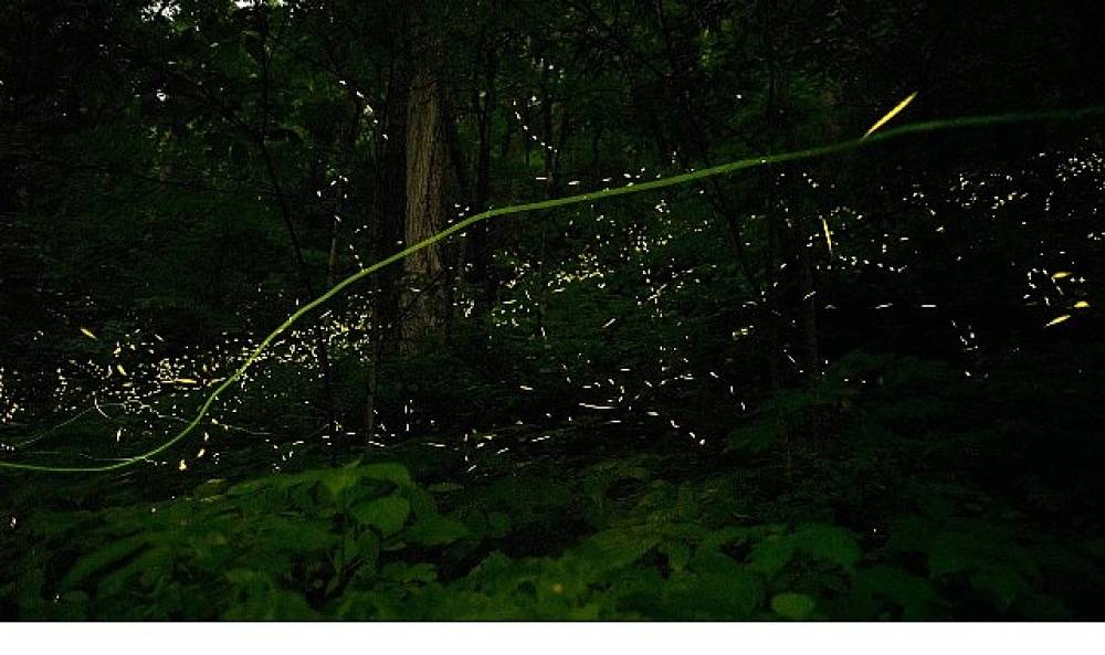 'Doğanın Işıltısı',   7 Haziran Pazar Saat 20.00'de  National Geographic WILD Ekranlarında İzleyicilerle Buluşuyor!