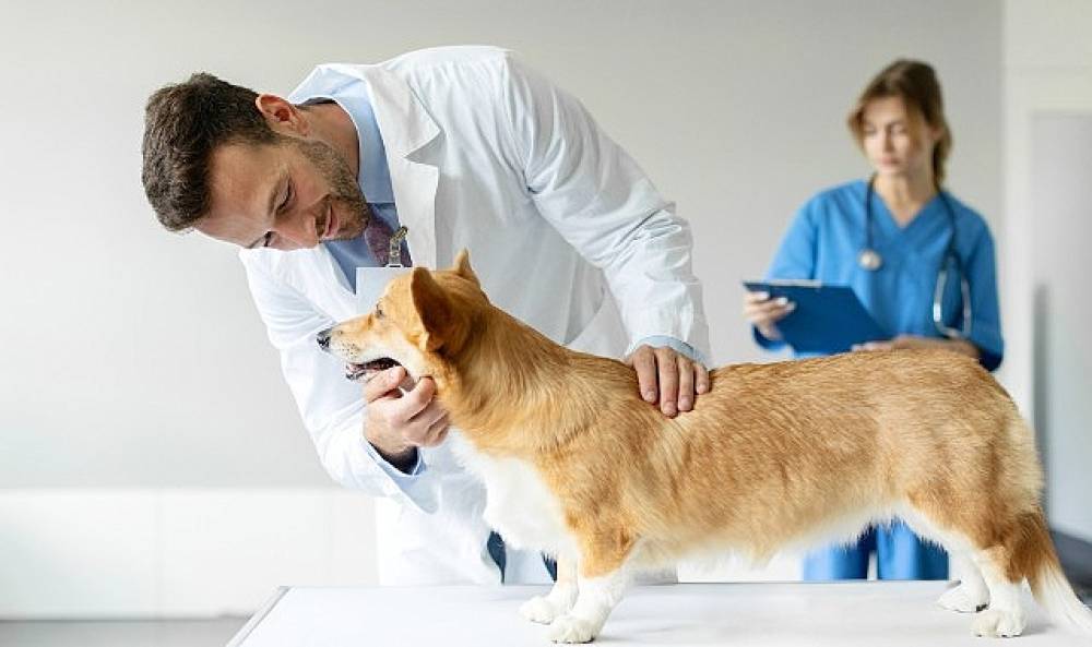 Boehringer Ingelheim'dan Veteriner Hekimlere Yönelik Araştırma