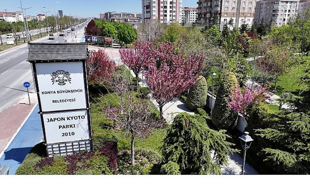 Sakuralar İ&ccedil;in Japonya'ya Gitmenize Gerek Yok; Konya'da Sakura Mevsimi Başladı