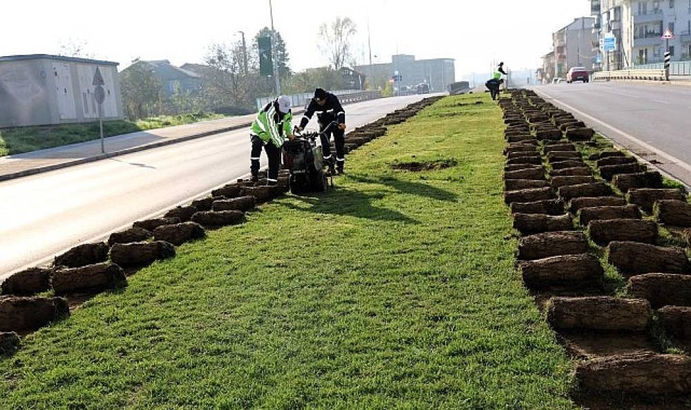 Ağaçlar yeni yerlerinde hayat bulacak
