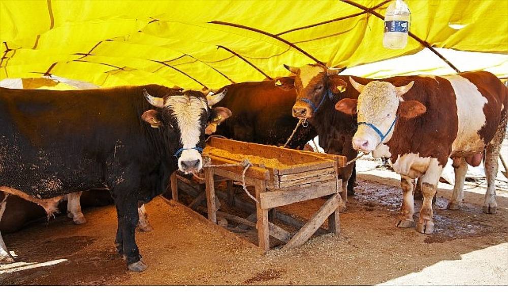 Ke&ccedil;i&ouml;ren'de Kurban Satış Alanı Başvuruları Başlıyor