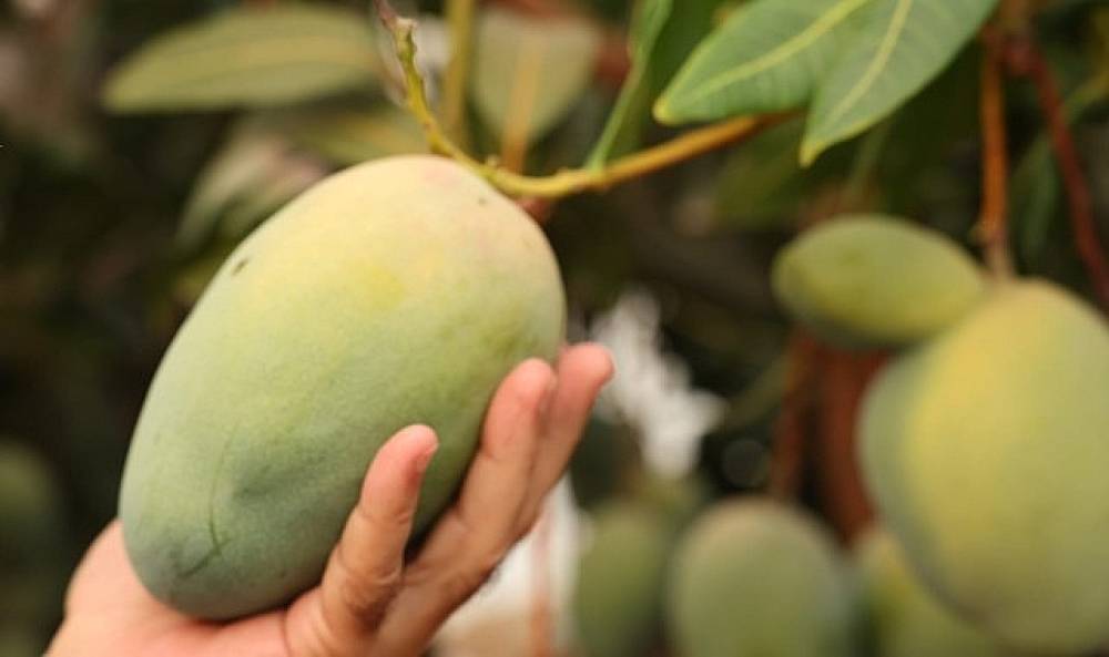 Başkan Böcek'ten avokado ve mango hasadı 