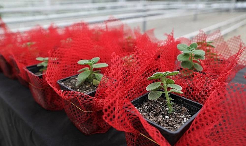 Ke&ccedil;i&ouml;ren'de Bilin&ccedil;li Tarımsal &Uuml;retim İ&ccedil;in Eğitim Verildi