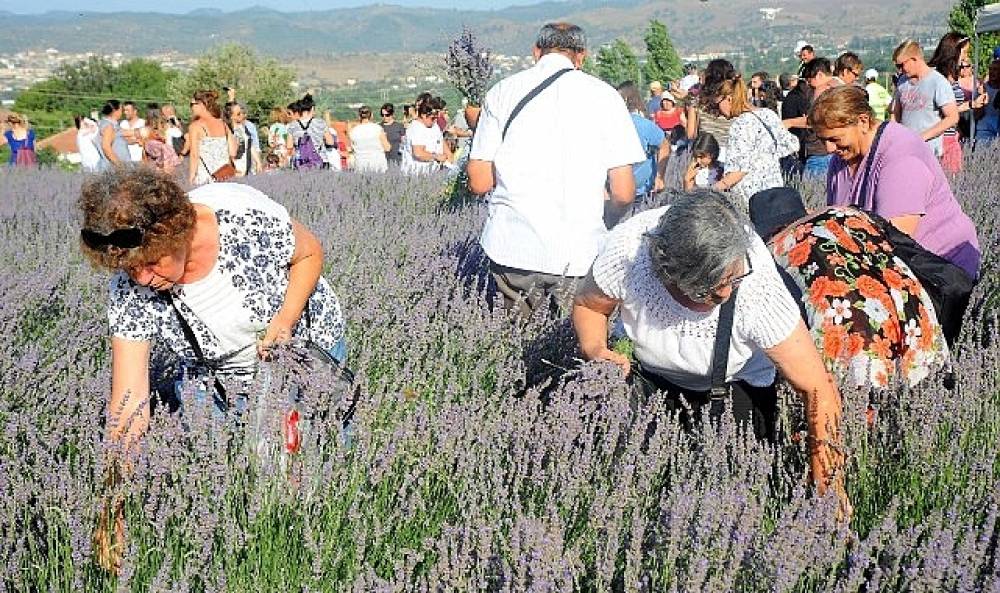 Lavanta Hasat Şenliği i&ccedil;in geri sayım başladı
