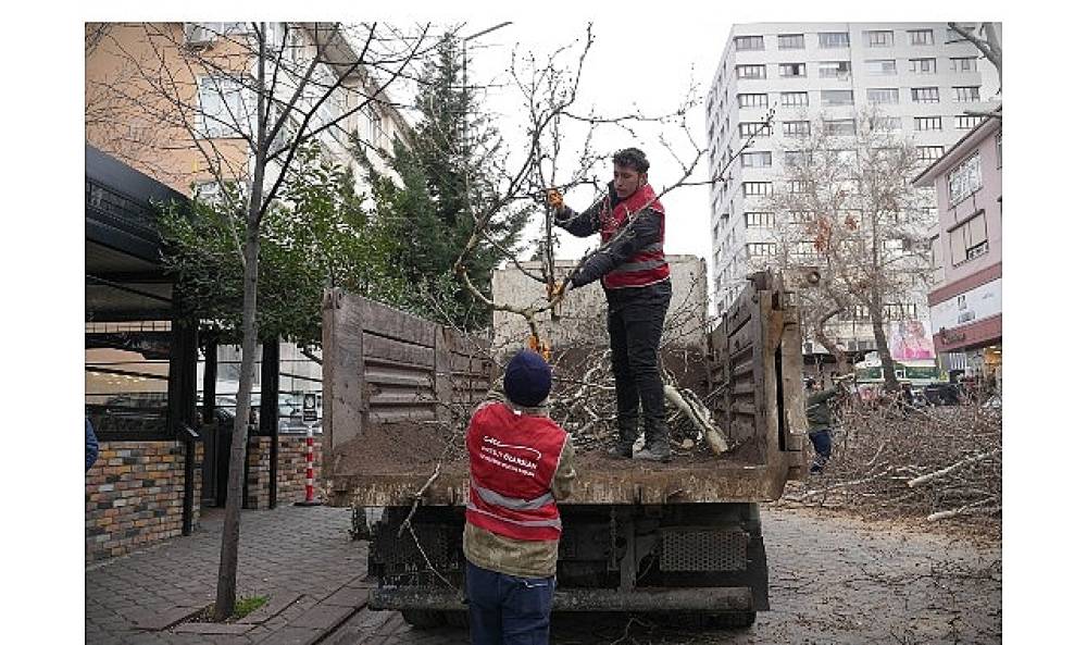 Ke&ccedil;i&ouml;ren'de Budama &Ccedil;alışmasıyla Yeşil &Ouml;rt&uuml; Korunuyor