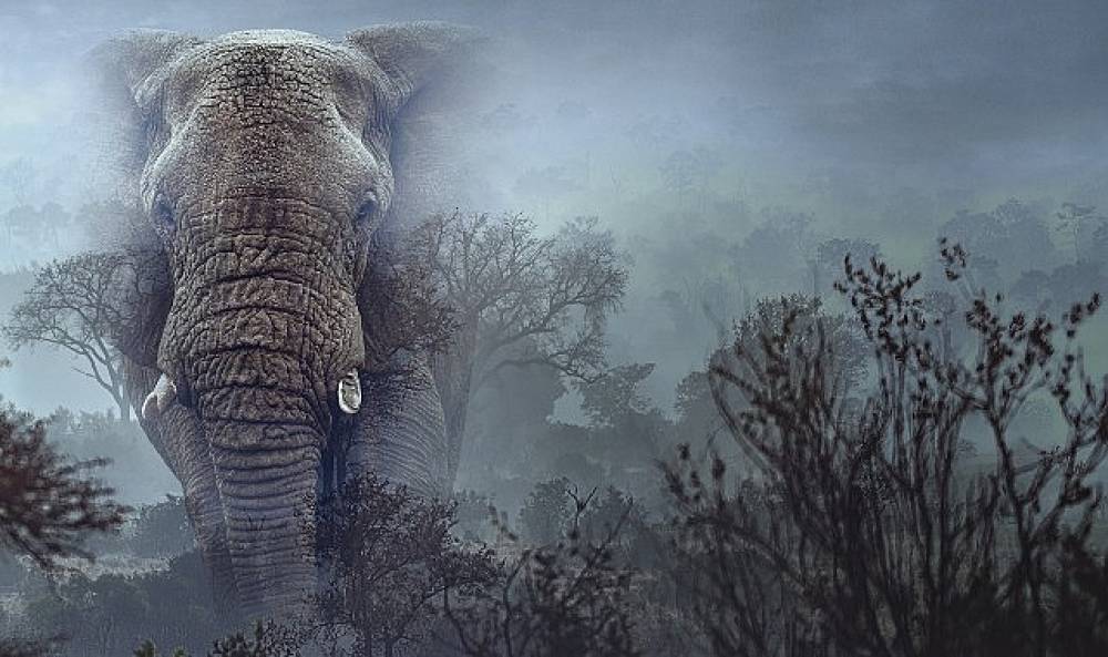 Hayalet Filler',   11 Mart &Ccedil;arşamba 20.00'de   National Geographic WILD Ekranlarında!