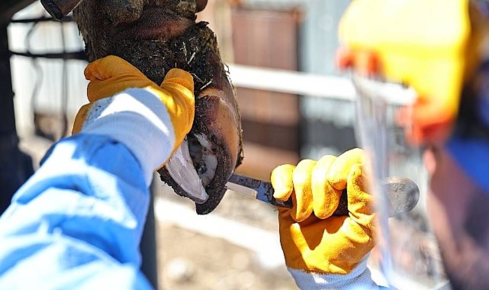 B&uuml;y&uuml;kşehir'den &uuml;reticiye tırnak bakım desteği
