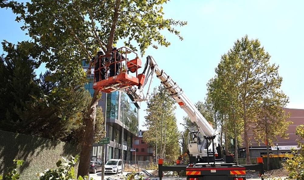Tramvay Hattı Üzerindeki Ağaçları Korumaya Yönelik Adımlar