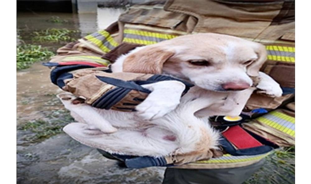 İzmir İtfaiyesi t&uuml;m canlıların imdadına yetişiyor
