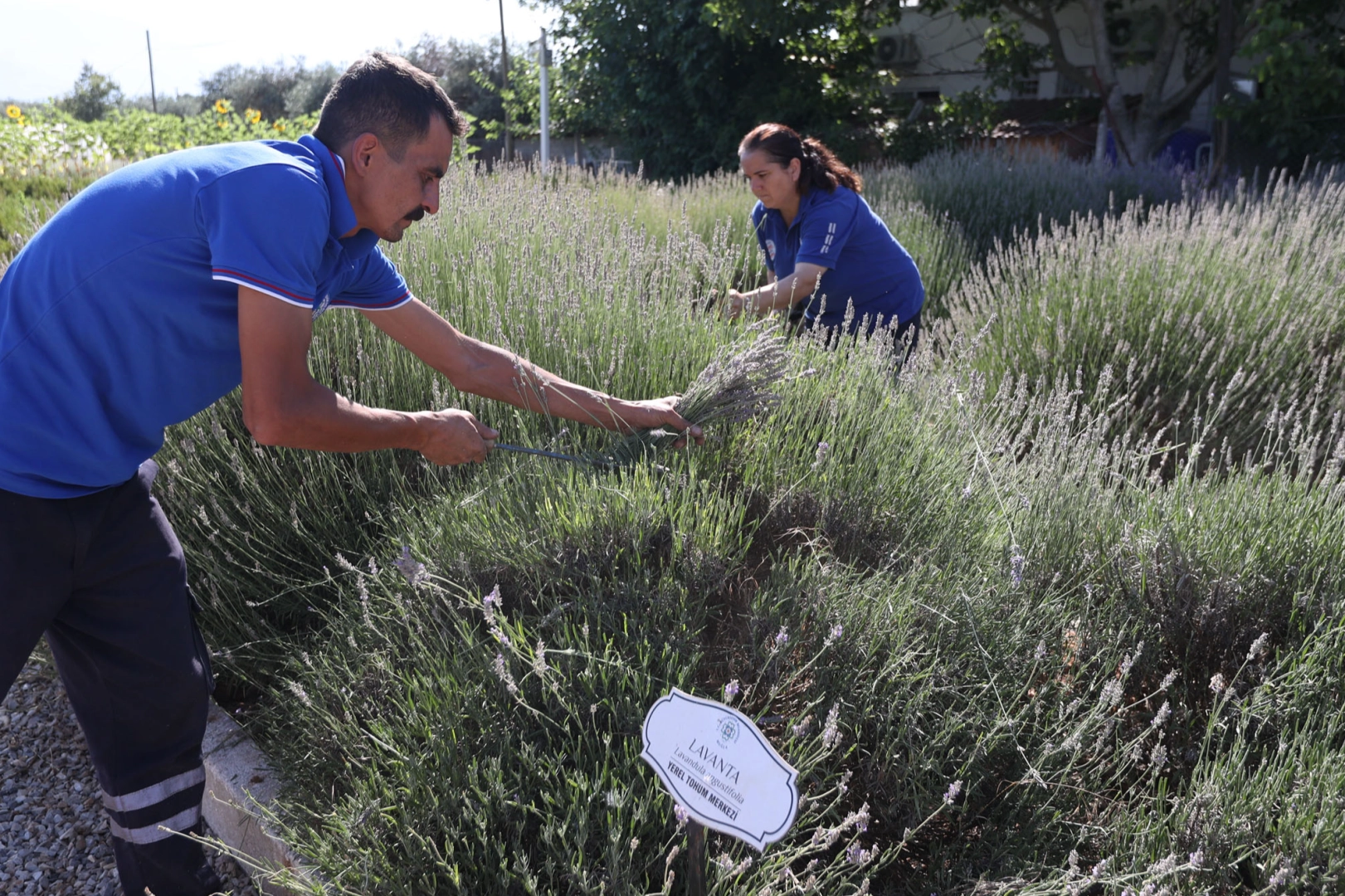 Muğla'da Yerel Üreticilere Aromatik Destek
