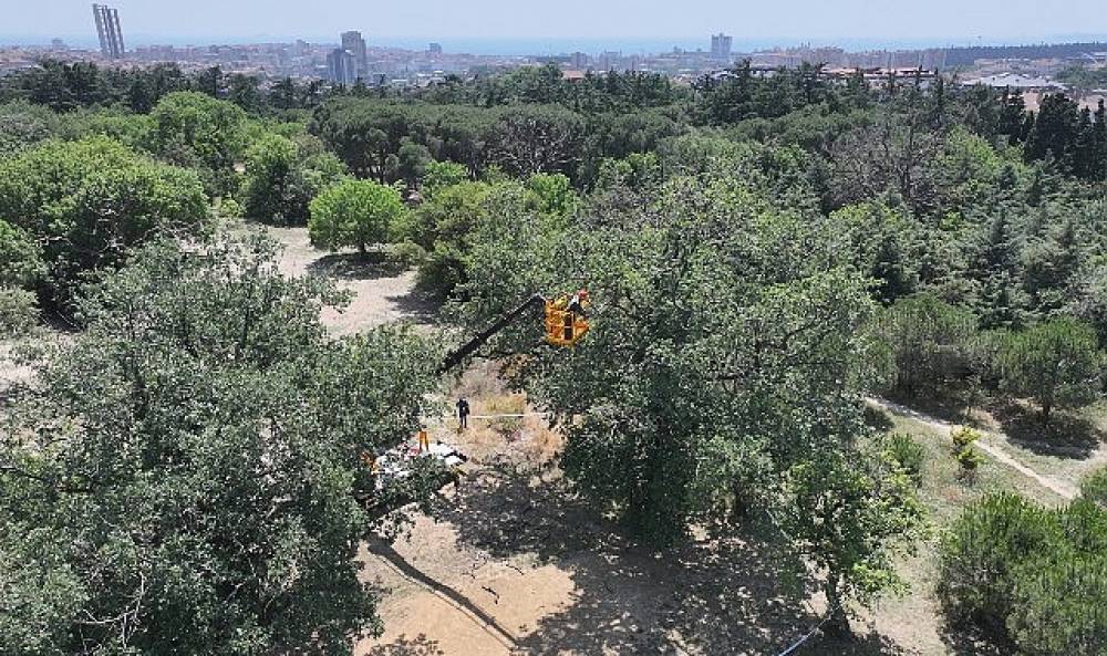 "&Uuml;sk&uuml;dar Belediyesi'nin &ldquo;Validebağ Korusu"nda Yaptığı &Ccedil;alışmalar Avrupa'nın En İyi Uygulamaları Arasında
