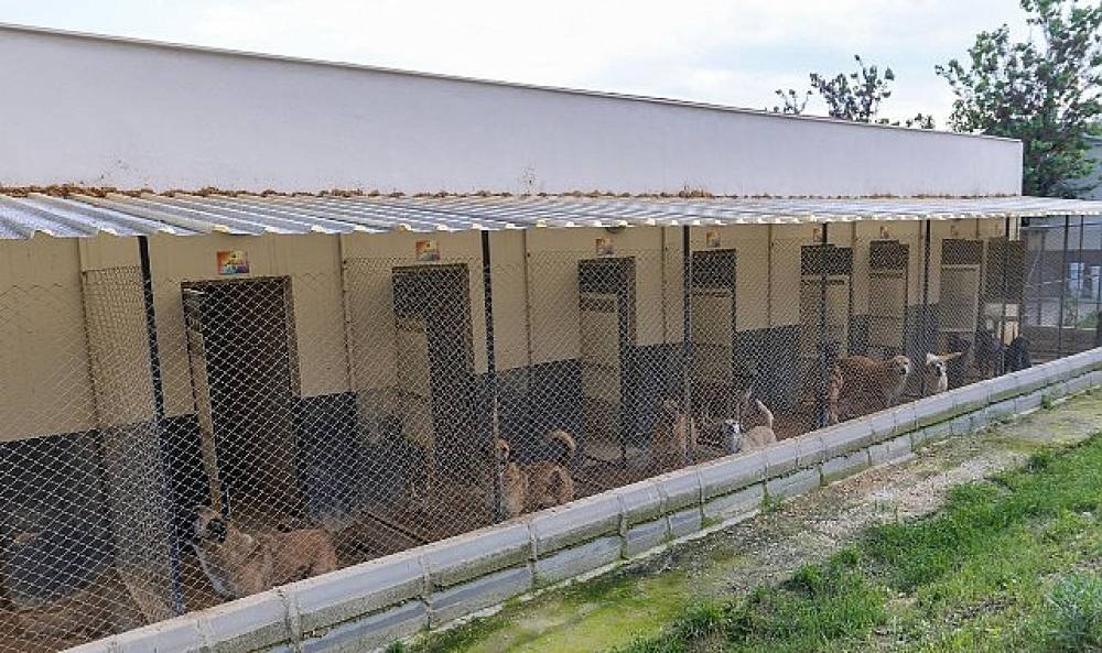 Yenişehir'de patili dostlara 5 yıldızlı hizmet