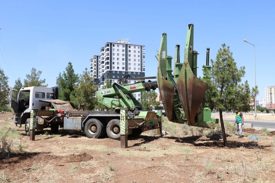 Diyarbakır’da Ağaçlar Yeni Yuvalarında