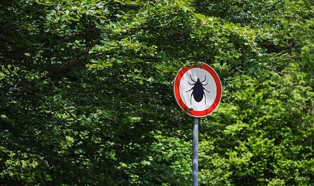 Kene Isırığında Erken M&uuml;dahale Hayat Kurtarıyor 