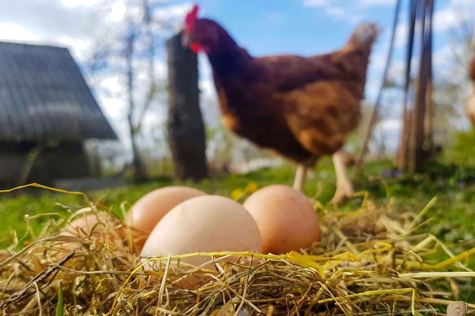 Mart 2025’te Tavuk Eti Üretimi Yükseldi, Yumurta Üretimi Geriledi