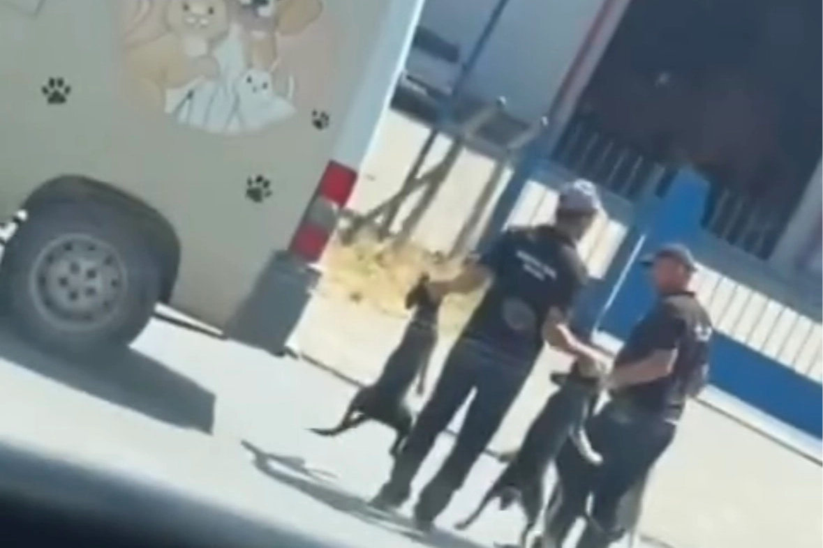 Düzce’de Sokak Köpeklerinin Toplanması Tepki Çekti