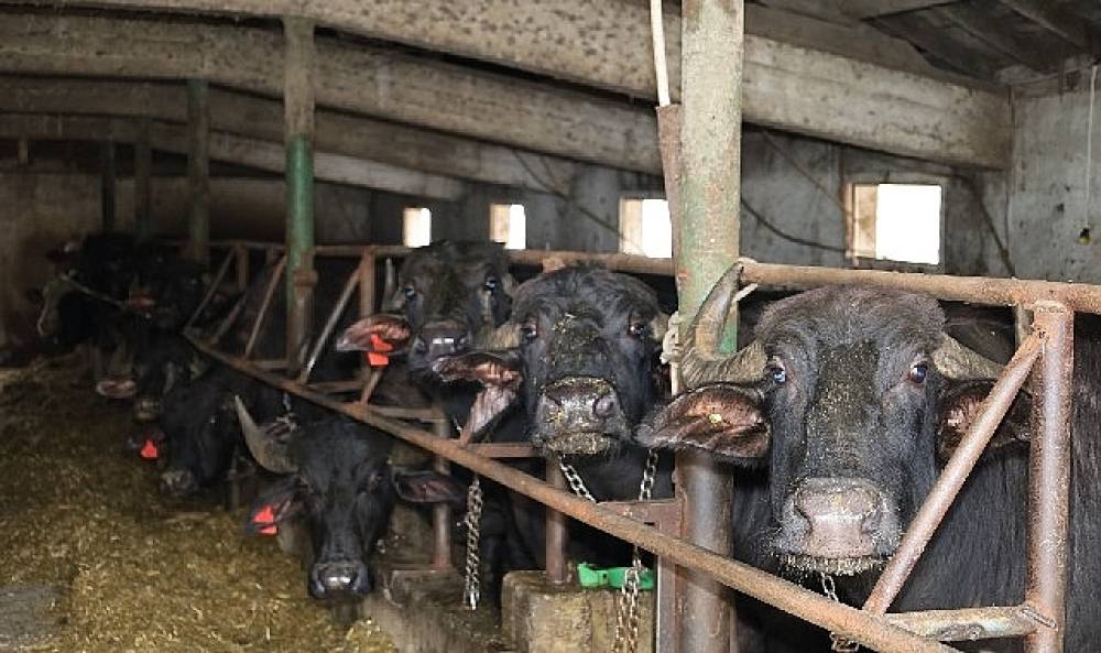 Kocaeli'de manda sayısı Büyükşehir'in desteğiyle artıyor