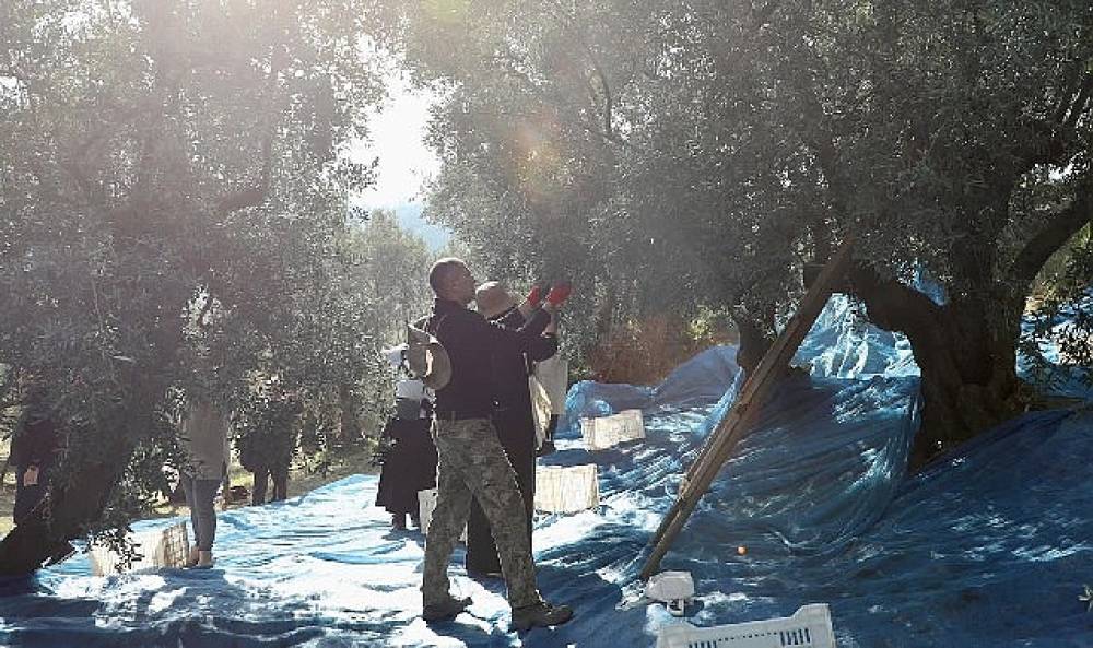 Mudanya'da Zeytin Hasadı sezonu başladı