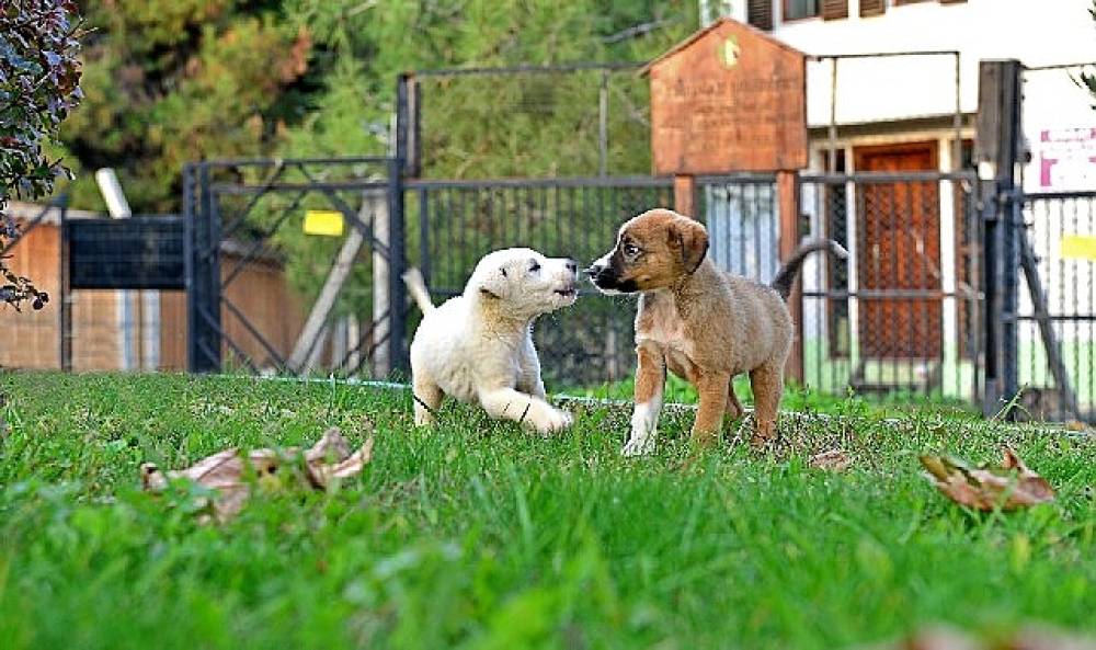 Osmangazi Belediyesi Can Dostların Umudu Oluyor