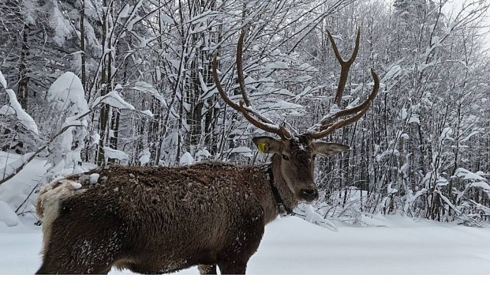 Kuzuyayla'nın m&uuml;davimi kızıl geyikler