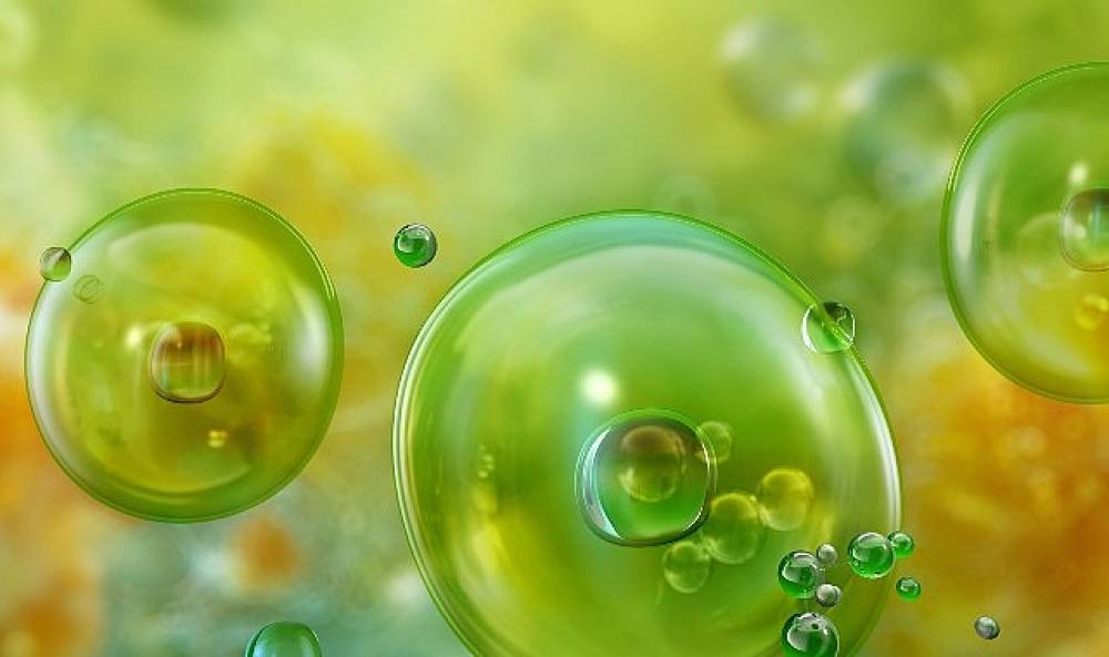 Akdeniz'de G&ouml;r&uuml;len Mikroalgler ve Olası Sağlık Riskleri