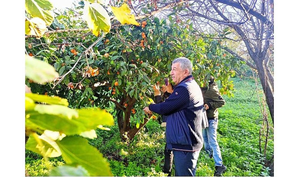 Çiftçinin Ürünü Dalında Kaldı, Belediye Topladı Halka Dağıttı