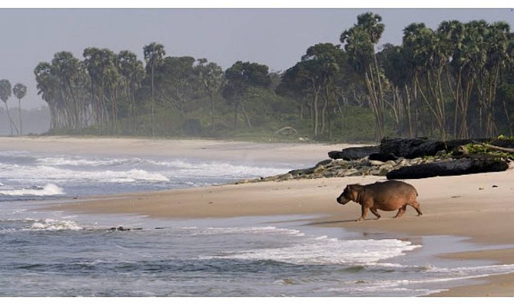'Gabon'un S&ouml;rf&ccedil;&uuml;leri: Ormandan Okyanusa',   22 Ağustos Cumartesi Saat 20.00'de  National Geographic WILD Ekranlarında İzleyicilerle Buluşuyor!