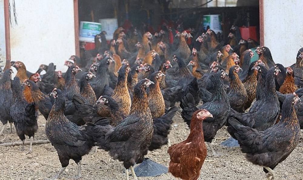 Kocaeli'de Tavuk Desteği İle Tarımsal Kalkınma Devam Ediyor