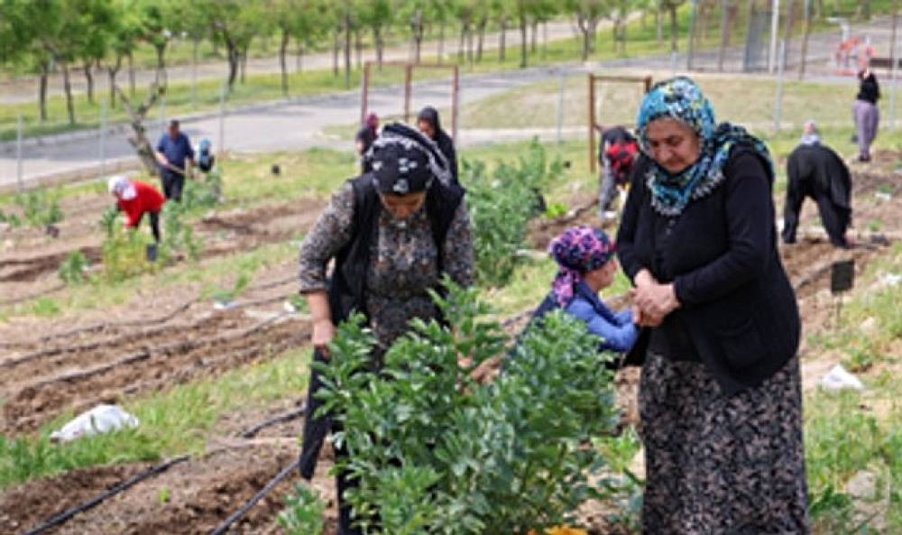 Mahalle Bostanları b&uuml;y&uuml;yor