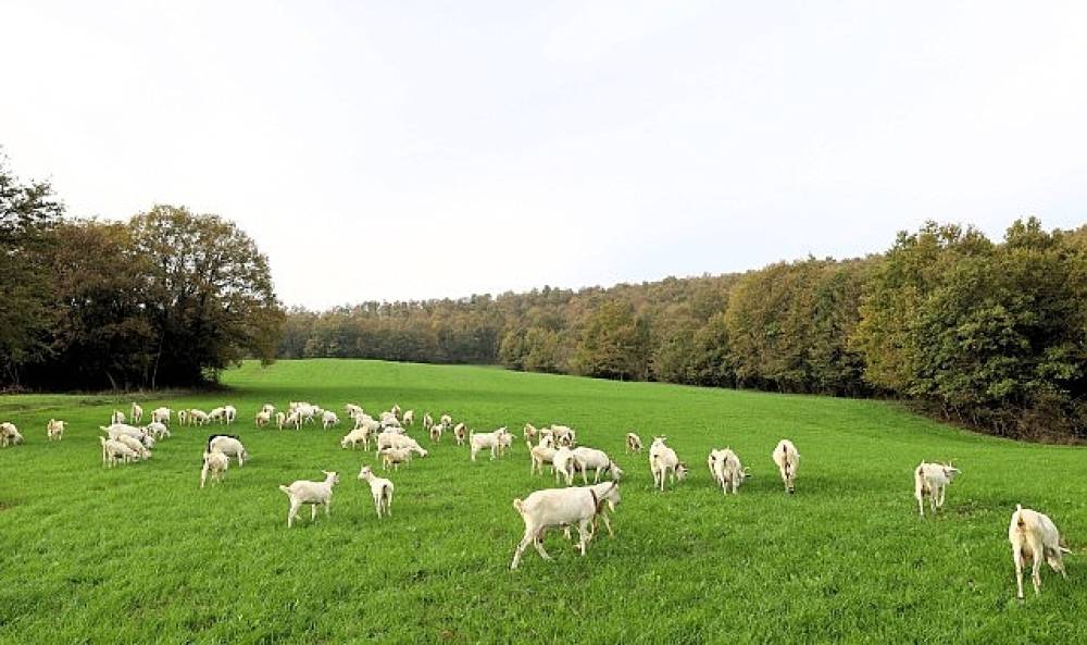 Süt otu desteği meraları berekete kavuşturdu