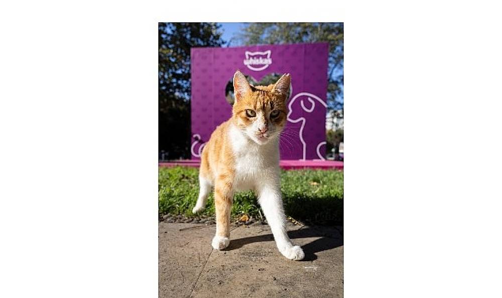 Shane Larkin'den “Gör Beni