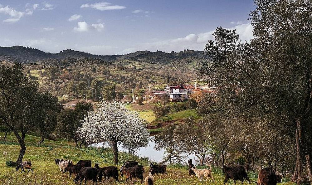 Seferihisar Orhanlı Köyü'nde Zeytin Hasadı Festivaline davetlisiniz.