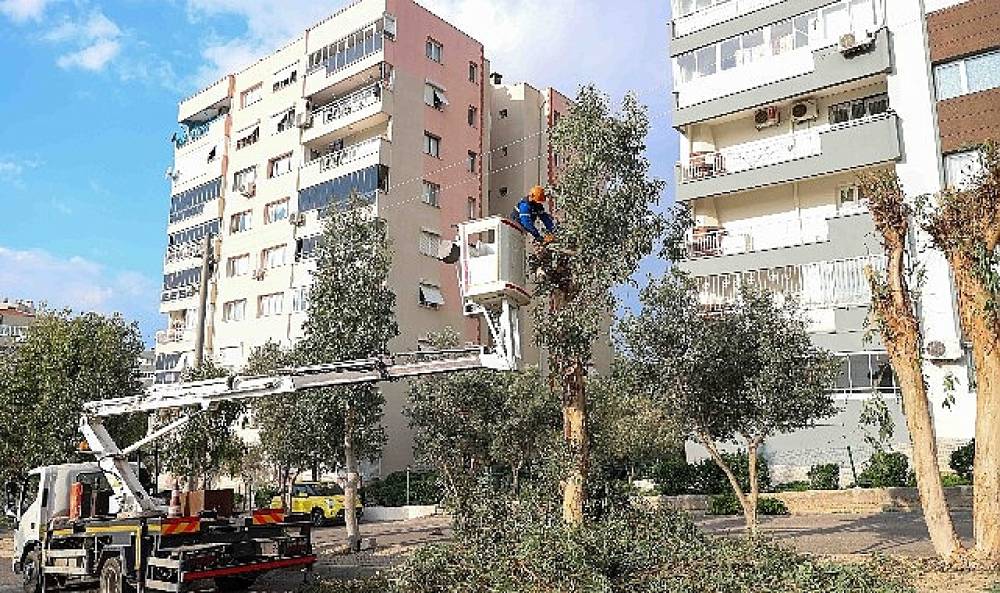 Buca'da budama seferberliği