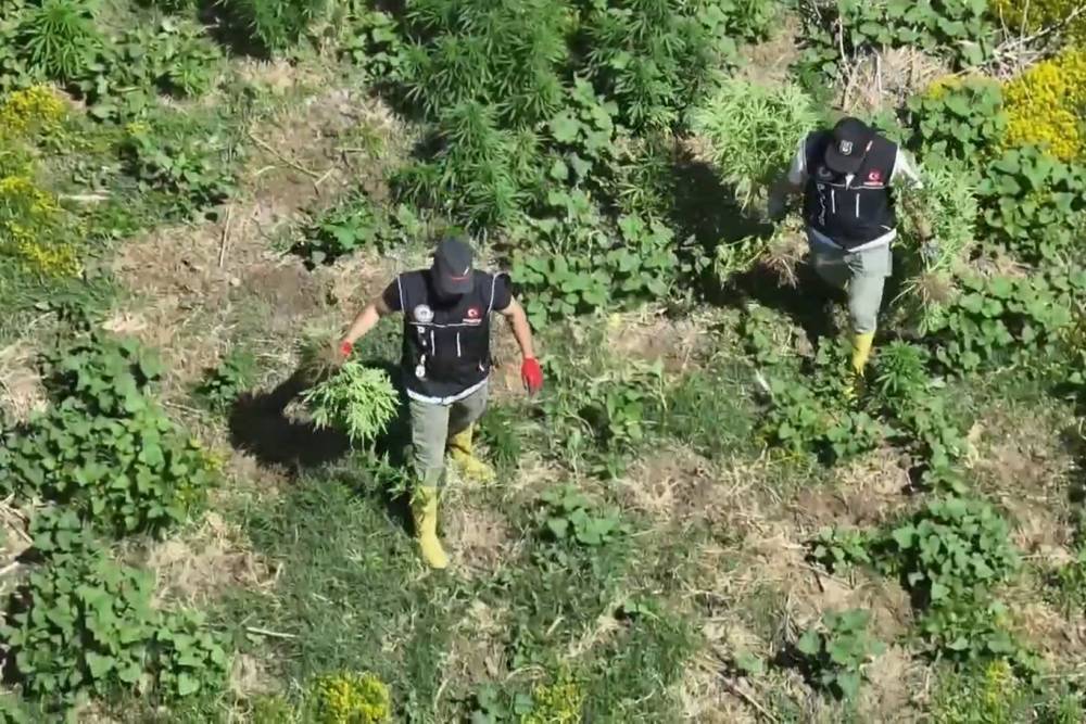 Diyarbakır'da bin 220 adet kök keneviri ele geçirildi